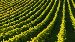 Green field vines sunset flower - the distance in the distance free wallpaper