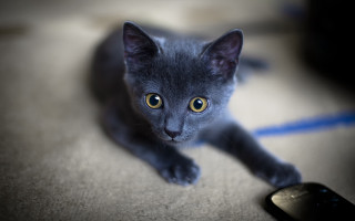 Gray kitten yellow eye tiltshift - a yellow eye free wallpaper