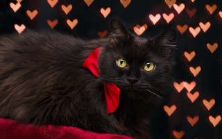 Black cat red bow hearts - felix octavius carr darley free wallpaper