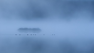 Birds foggy water tree minimalism - a tree in the distance free wallpaper