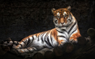 Tiger laying on logs dark - a pile free wallpaper