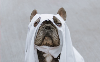 Dog whitecloth white scarf spooky - a white cloth free wallpaper