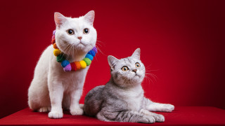 Cat rainbow collar red background - professional free wallpaper