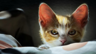 Kitten orange ears concerned look - photorealistic lighting free wallpaper