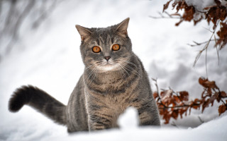 Curious cat snowing winter glowing - neoism free wallpaper for desktop