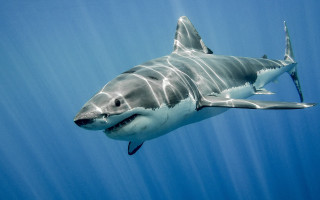 Great white shark camera attachment - its back end free wallpaper