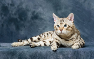 White striped cat blue eyes - cat free wallpaper for desktop