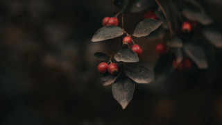 Branch berries leaves macro blurry - claire hummel free wallpaper for desktop