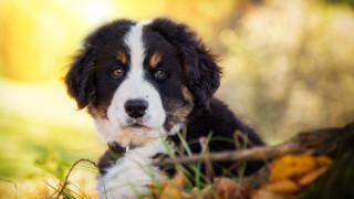 Dog sitting grass stick sad - a stick free wallpaper