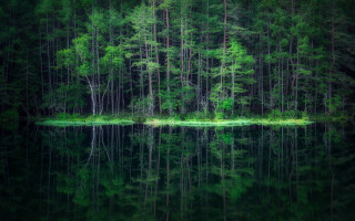 Forest lake island green trees - a small island in the middle free wallpaper