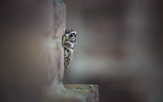 Small owl peeking behind brick - its eye wide open free wallpaper for desktop