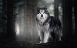 Wolf forest dog fog nature - dog free wallpaper for desktop