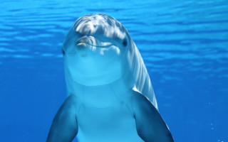 Dolphin swimming open mouth water - underwater free wallpaper for desktop