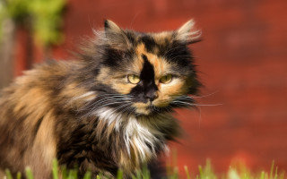 Cat brown orange black face - impressionism free wallpaper for desktop