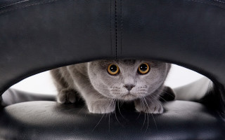Cat looking through black leather - grey background free wallpaper