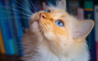 Cat blue eyes book shelf - book free wallpaper for desktop