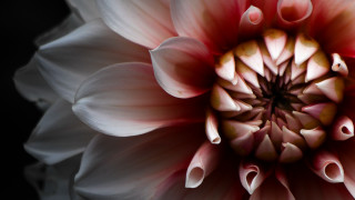 White flower red center black - a close up of a flower free wallpaper for desktop