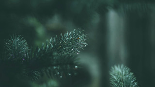 Pine water drops needles blurry - needle free wallpaper