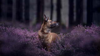 Dog purple flowers forest night - a forest in the background free wallpaper for desktop