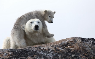 Polar bear cub rock ecological - the rock free wallpaper
