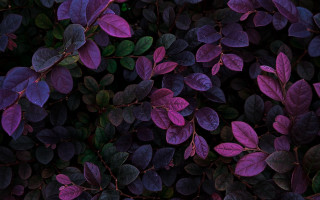 Purple plant green leaves microscopic - a green leafy plant free wallpaper for desktop