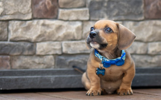 Shiba inu blue bow tie - a small dog free wallpaper