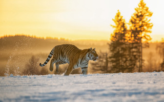 Tiger snow running forest sunset - a tiger free wallpaper