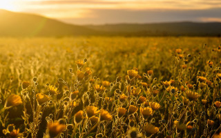 Yellow sunflower mountain autumn flame - the background and a mountain in the distance free wallpaper