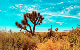 Cactus field clouds fence saturated - wire fence free wallpaper