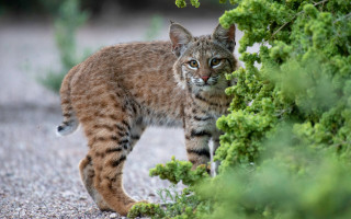Small cat walking gravel road - a gravel road next free wallpaper