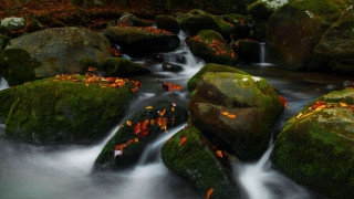 Forest water rocks leaves impressionist - rock free wallpaper