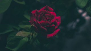 Red rose garden blurry background - ann thetis blacker free wallpaper for desktop