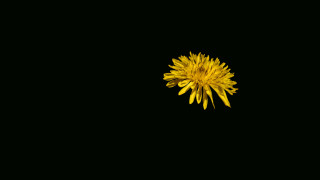 Yellow flower black background pincushion - the picture free wallpaper for desktop