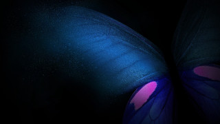 Butterfly pink spot starry night - its wing free wallpaper