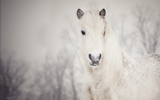 White horse snowy forest storybook - a snowy forest free wallpaper