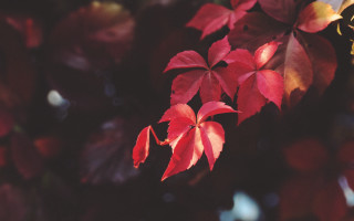 Red maple leaf butterfly autumn - elinor proby adams free wallpaper
