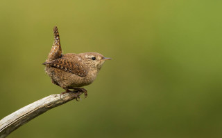 Small bird branch green background - arie smit free wallpaper