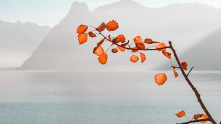 Orange leaves mountain fog water - autumn free wallpaper for desktop