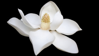 White flower macro closeup black - derold page free wallpaper
