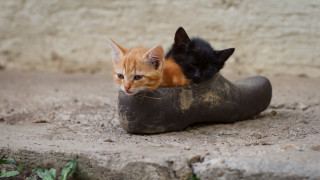 Two cats shoe orange black - the ground together free wallpaper
