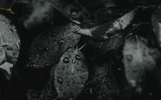 Black white leaves water droplets - daniel lieske free wallpaper