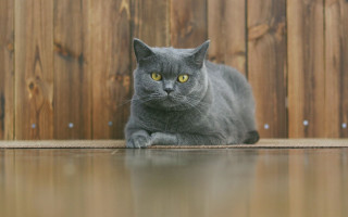 Gray cat fence yellow eyes - a black nose free wallpaper