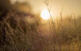 Grass sunset mountain ocean macro - anamorphic len free wallpaper for desktop