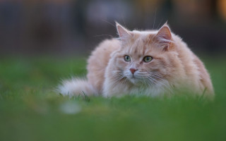 Sad cat in grass blue 2 - sad free wallpaper
