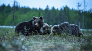 Bears field grass trees camera - artur grottger free wallpaper