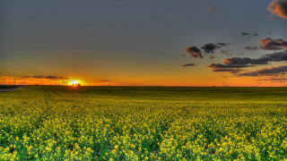 Sunset yellow flower field mountains - yellow flower free wallpaper