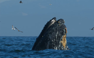 Humpback whale diving seagulls ocean - photograph free wallpaper for desktop