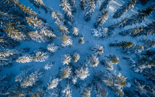 Snow covered forest aerial view - the top of the trees free wallpaper
