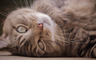 Cat back floor eyes open - its eye free wallpaper