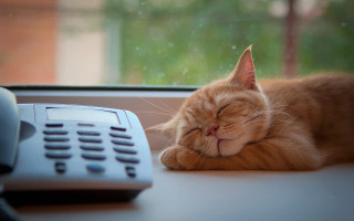 Cat sleeping desk rainy window - rain free wallpaper
